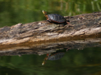 img_5006.jpg